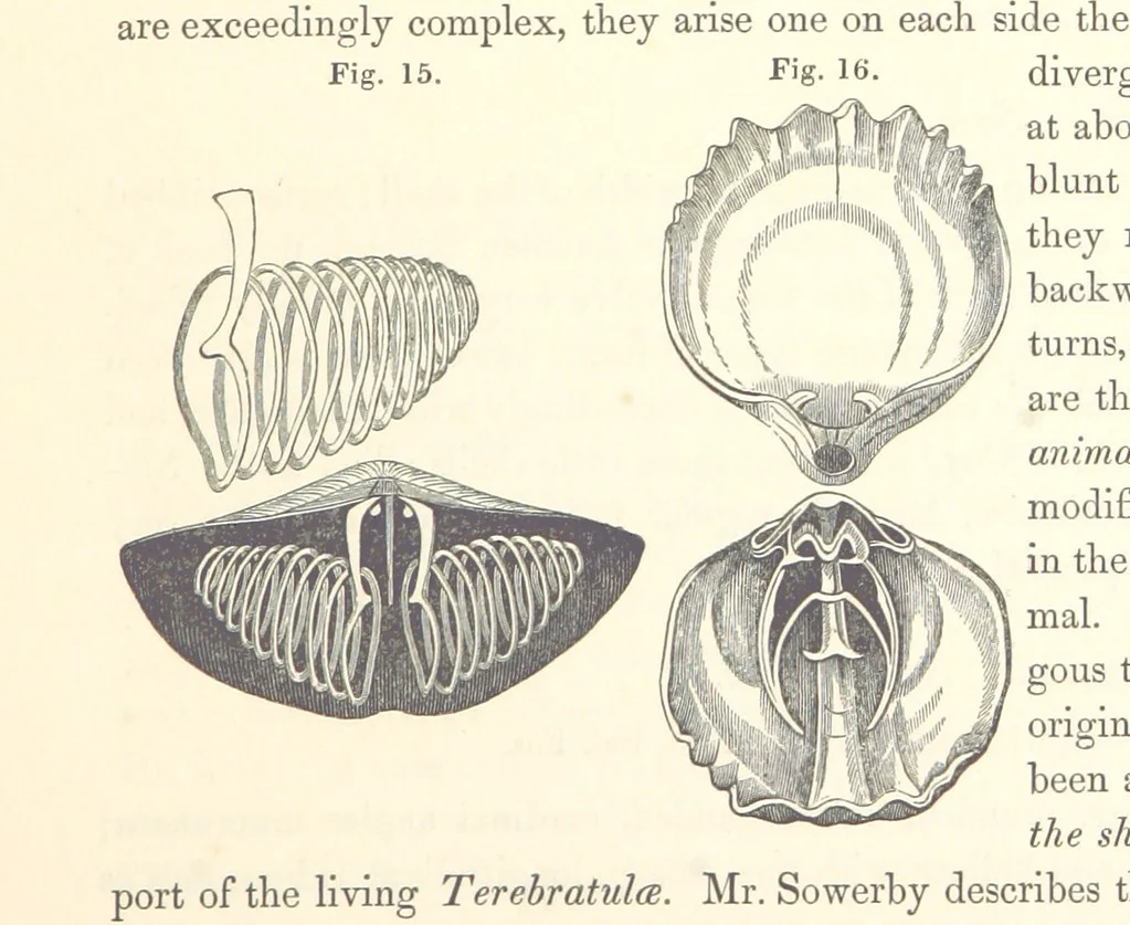 An illustration from A synopsis of the characters of the Carboniferous Limestone Fossils of Ireland. Prepared by F. M'Coy for Sir R. Griffith, by whom is now appended a list of the fossil localities, as arranged for the Journal of the Geological Society of Dublin. ... With twenty-nine lithographic plates, 1862, leaf 135