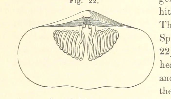 An illustration from A synopsis of the characters of the Carboniferous Limestone Fossils of Ireland. Prepared by F. M'Coy for Sir R. Griffith, by whom is now appended a list of the fossil localities, as arranged for the Journal of the Geological Society of Dublin. ... With twenty-nine lithographic plates, 1862, leaf 147