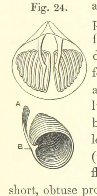 An illustration from A synopsis of the characters of the Carboniferous Limestone Fossils of Ireland. Prepared by F. M'Coy for Sir R. Griffith, by whom is now appended a list of the fossil localities, as arranged for the Journal of the Geological Society of Dublin. ... With twenty-nine lithographic plates, 1862, leaf 150