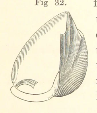 An illustration from A synopsis of the characters of the Carboniferous Limestone Fossils of Ireland. Prepared by F. M'Coy for Sir R. Griffith, by whom is now appended a list of the fossil localities, as arranged for the Journal of the Geological Society of Dublin. ... With twenty-nine lithographic plates, 1862, leaf 159