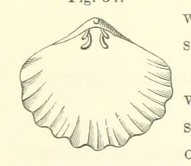 An illustration from A synopsis of the characters of the Carboniferous Limestone Fossils of Ireland. Prepared by F. M'Coy for Sir R. Griffith, by whom is now appended a list of the fossil localities, as arranged for the Journal of the Geological Society of Dublin. ... With twenty-nine lithographic plates, 1862, leaf 164