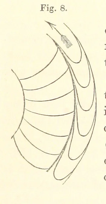 An illustration from A synopsis of the characters of the Carboniferous Limestone Fossils of Ireland. Prepared by F. M'Coy for Sir R. Griffith, by whom is now appended a list of the fossil localities, as arranged for the Journal of the Geological Society of Dublin. ... With twenty-nine lithographic plates, 1862, leaf 25