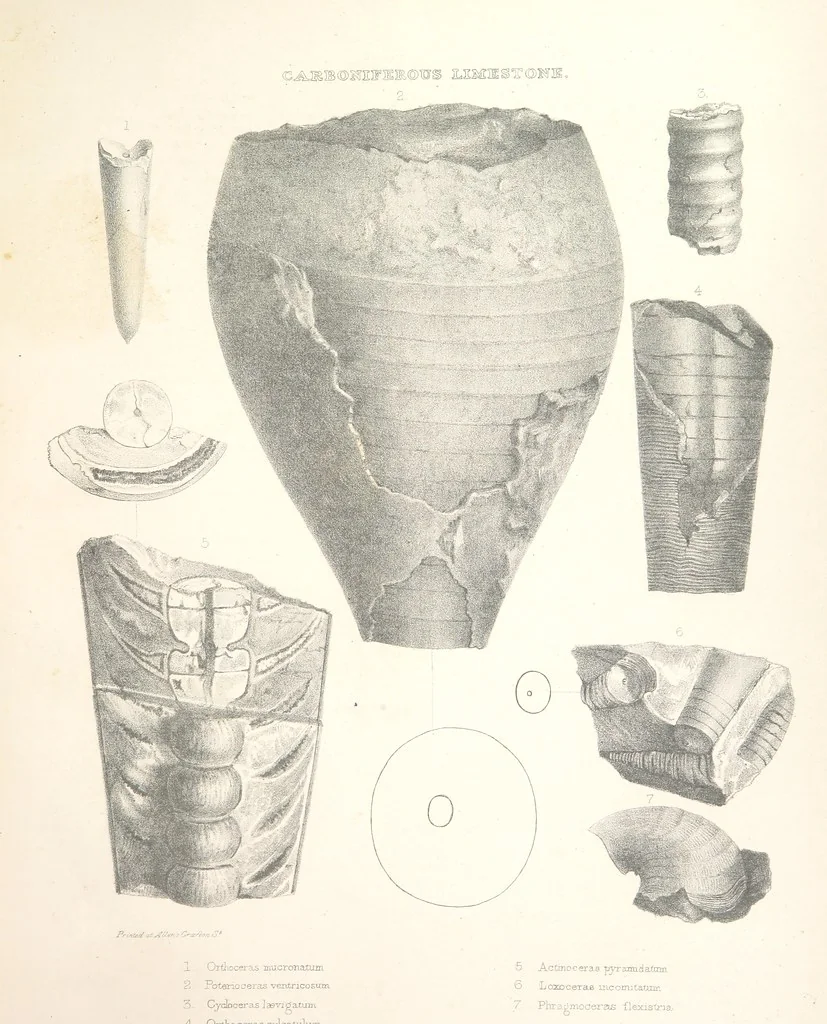 An illustration from A synopsis of the characters of the Carboniferous Limestone Fossils of Ireland. Prepared by F. M'Coy for Sir R. Griffith, by whom is now appended a list of the fossil localities, as arranged for the Journal of the Geological Society of Dublin. ... With twenty-nine lithographic plates, 1862, leaf 283