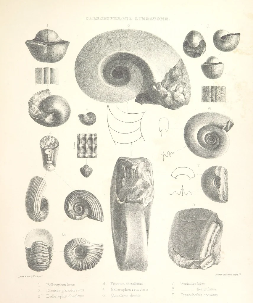 An illustration from A synopsis of the characters of the Carboniferous Limestone Fossils of Ireland. Prepared by F. M'Coy for Sir R. Griffith, by whom is now appended a list of the fossil localities, as arranged for the Journal of the Geological Society of Dublin. ... With twenty-nine lithographic plates, 1862, leaf 285