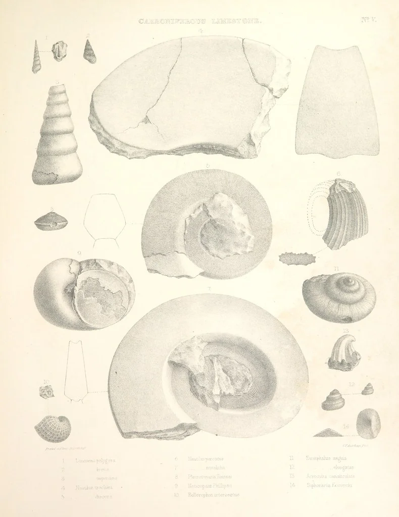 An illustration from A synopsis of the characters of the Carboniferous Limestone Fossils of Ireland. Prepared by F. M'Coy for Sir R. Griffith, by whom is now appended a list of the fossil localities, as arranged for the Journal of the Geological Society of Dublin. ... With twenty-nine lithographic plates, 1862, leaf 287