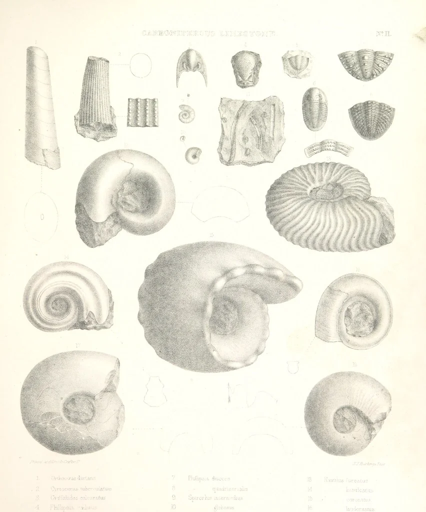 An illustration from A synopsis of the characters of the Carboniferous Limestone Fossils of Ireland. Prepared by F. M'Coy for Sir R. Griffith, by whom is now appended a list of the fossil localities, as arranged for the Journal of the Geological Society of Dublin. ... With twenty-nine lithographic plates, 1862, leaf 289