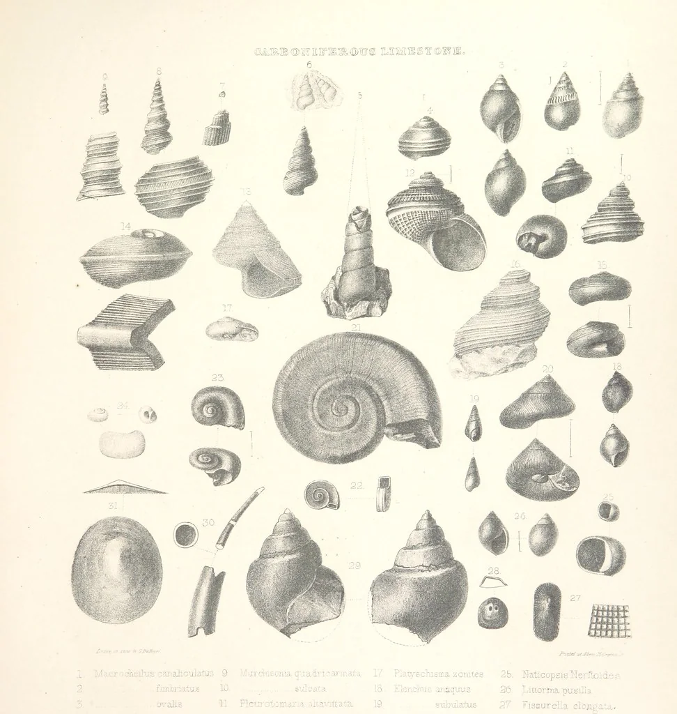 An illustration from A synopsis of the characters of the Carboniferous Limestone Fossils of Ireland. Prepared by F. M'Coy for Sir R. Griffith, by whom is now appended a list of the fossil localities, as arranged for the Journal of the Geological Society of Dublin. ... With twenty-nine lithographic plates, 1862, leaf 291