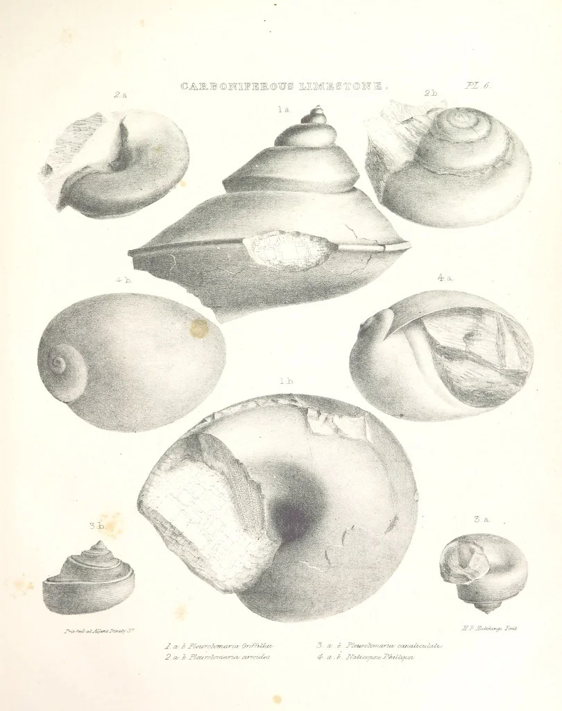 An illustration from A synopsis of the characters of the Carboniferous Limestone Fossils of Ireland. Prepared by F. M'Coy for Sir R. Griffith, by whom is now appended a list of the fossil localities, as arranged for the Journal of the Geological Society of Dublin. ... With twenty-nine lithographic plates, 1862, leaf 293