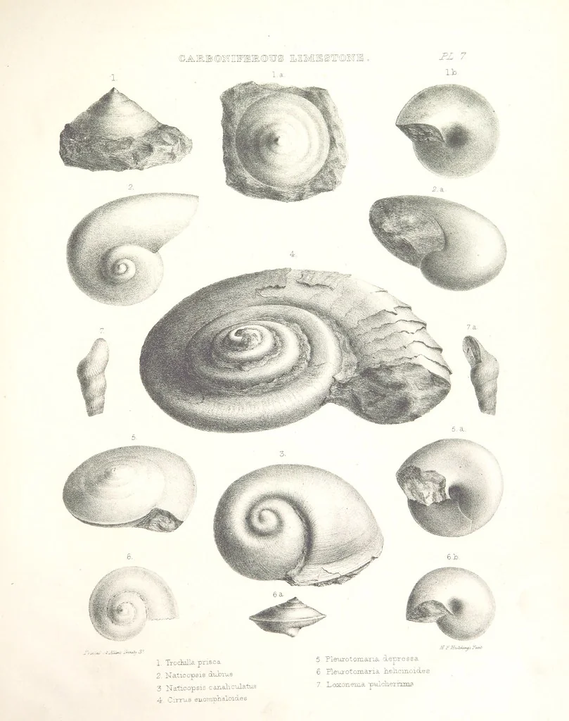 An illustration from A synopsis of the characters of the Carboniferous Limestone Fossils of Ireland. Prepared by F. M'Coy for Sir R. Griffith, by whom is now appended a list of the fossil localities, as arranged for the Journal of the Geological Society of Dublin. ... With twenty-nine lithographic plates, 1862, leaf 295