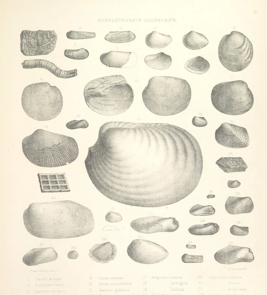 An illustration from A synopsis of the characters of the Carboniferous Limestone Fossils of Ireland. Prepared by F. M'Coy for Sir R. Griffith, by whom is now appended a list of the fossil localities, as arranged for the Journal of the Geological Society of Dublin. ... With twenty-nine lithographic plates, 1862, leaf 297