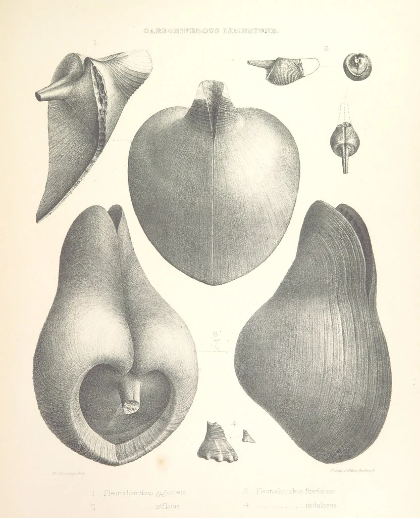 An illustration from A synopsis of the characters of the Carboniferous Limestone Fossils of Ireland. Prepared by F. M'Coy for Sir R. Griffith, by whom is now appended a list of the fossil localities, as arranged for the Journal of the Geological Society of Dublin. ... With twenty-nine lithographic plates, 1862, leaf 299