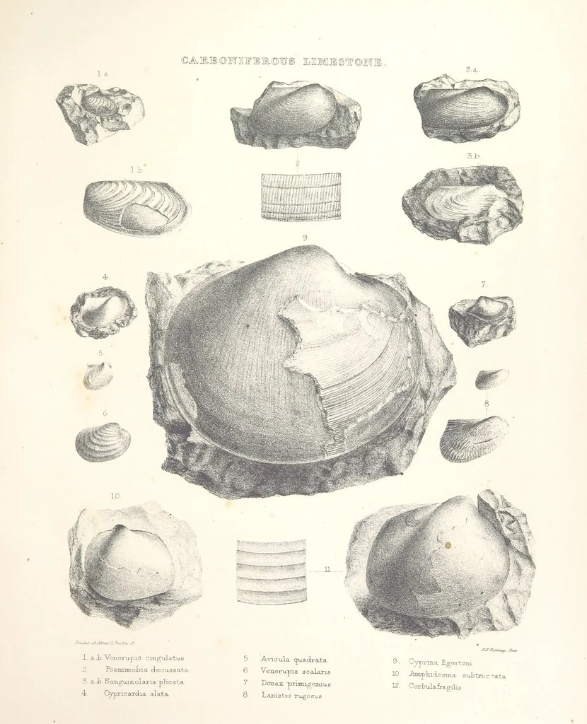 An illustration from A synopsis of the characters of the Carboniferous Limestone Fossils of Ireland. Prepared by F. M'Coy for Sir R. Griffith, by whom is now appended a list of the fossil localities, as arranged for the Journal of the Geological Society of Dublin. ... With twenty-nine lithographic plates, 1862, leaf 301