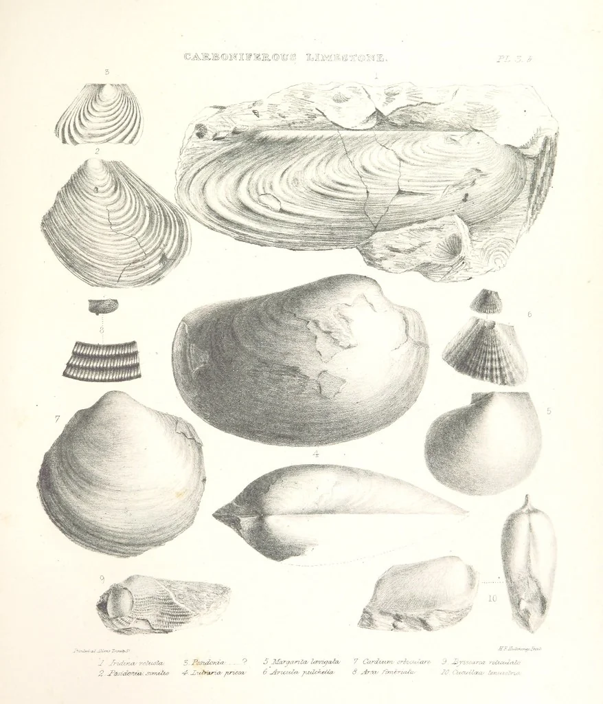 An illustration from A synopsis of the characters of the Carboniferous Limestone Fossils of Ireland. Prepared by F. M'Coy for Sir R. Griffith, by whom is now appended a list of the fossil localities, as arranged for the Journal of the Geological Society of Dublin. ... With twenty-nine lithographic plates, 1862, leaf 305