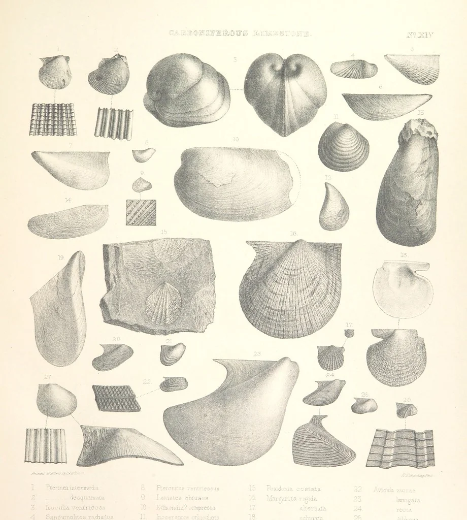 An illustration from A synopsis of the characters of the Carboniferous Limestone Fossils of Ireland. Prepared by F. M'Coy for Sir R. Griffith, by whom is now appended a list of the fossil localities, as arranged for the Journal of the Geological Society of Dublin. ... With twenty-nine lithographic plates, 1862, leaf 307