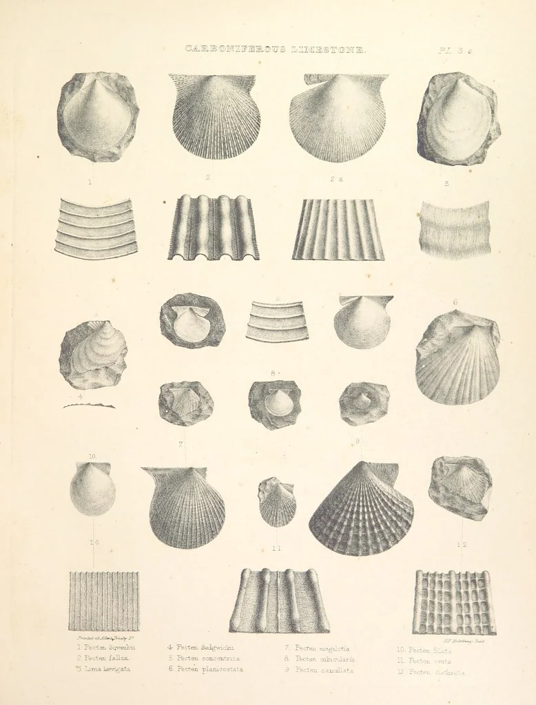 An illustration from A synopsis of the characters of the Carboniferous Limestone Fossils of Ireland. Prepared by F. M'Coy for Sir R. Griffith, by whom is now appended a list of the fossil localities, as arranged for the Journal of the Geological Society of Dublin. ... With twenty-nine lithographic plates, 1862, leaf 309