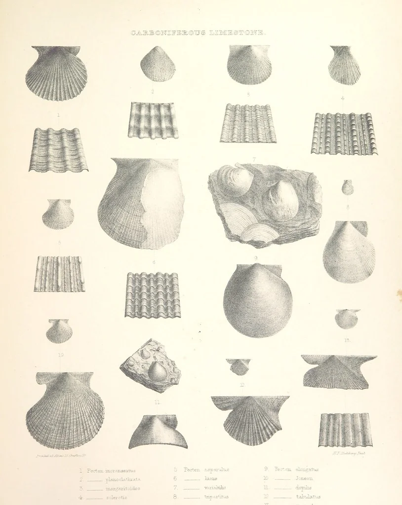 An illustration from A synopsis of the characters of the Carboniferous Limestone Fossils of Ireland. Prepared by F. M'Coy for Sir R. Griffith, by whom is now appended a list of the fossil localities, as arranged for the Journal of the Geological Society of Dublin. ... With twenty-nine lithographic plates, 1862, leaf 313