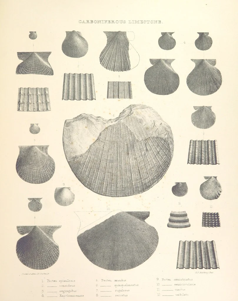 An illustration from A synopsis of the characters of the Carboniferous Limestone Fossils of Ireland. Prepared by F. M'Coy for Sir R. Griffith, by whom is now appended a list of the fossil localities, as arranged for the Journal of the Geological Society of Dublin. ... With twenty-nine lithographic plates, 1862, leaf 315