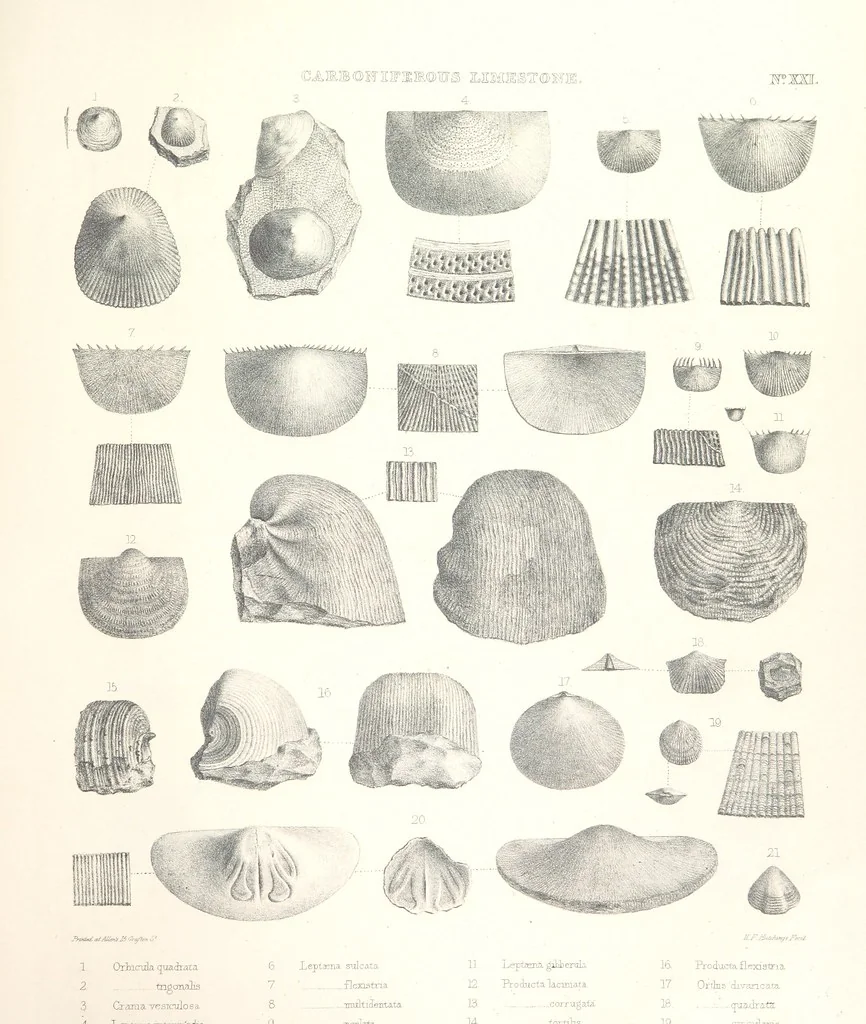 An illustration from A synopsis of the characters of the Carboniferous Limestone Fossils of Ireland. Prepared by F. M'Coy for Sir R. Griffith, by whom is now appended a list of the fossil localities, as arranged for the Journal of the Geological Society of Dublin. ... With twenty-nine lithographic plates, 1862, leaf 321