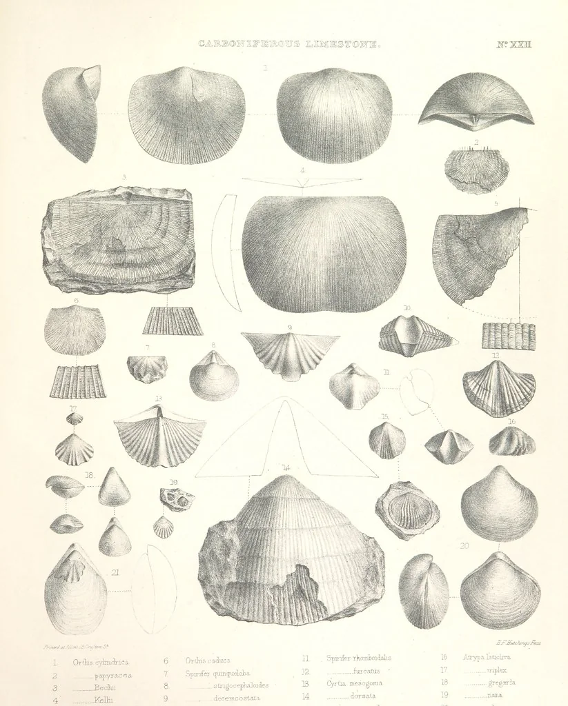 An illustration from A synopsis of the characters of the Carboniferous Limestone Fossils of Ireland. Prepared by F. M'Coy for Sir R. Griffith, by whom is now appended a list of the fossil localities, as arranged for the Journal of the Geological Society of Dublin. ... With twenty-nine lithographic plates, 1862, leaf 325