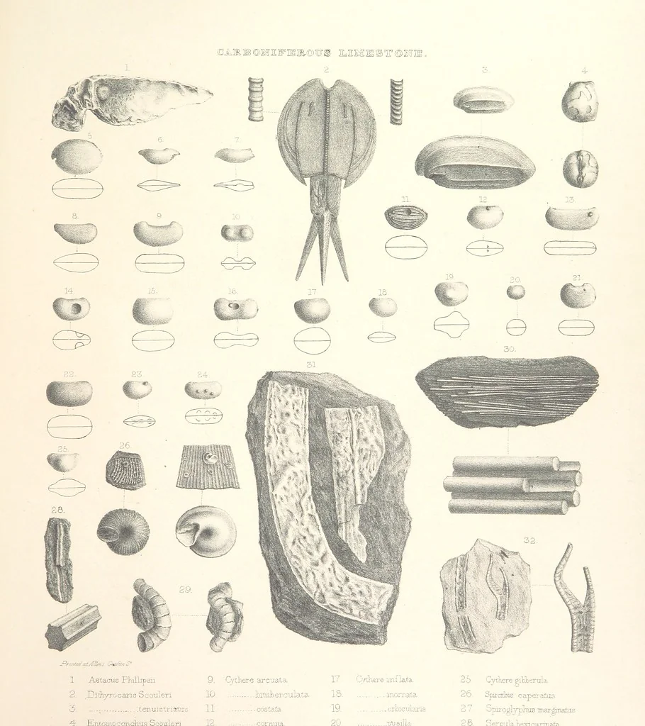 An illustration from A synopsis of the characters of the Carboniferous Limestone Fossils of Ireland. Prepared by F. M'Coy for Sir R. Griffith, by whom is now appended a list of the fossil localities, as arranged for the Journal of the Geological Society of Dublin. ... With twenty-nine lithographic plates, 1862, leaf 327