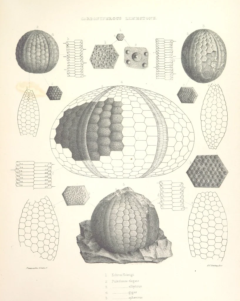 An illustration from A synopsis of the characters of the Carboniferous Limestone Fossils of Ireland. Prepared by F. M'Coy for Sir R. Griffith, by whom is now appended a list of the fossil localities, as arranged for the Journal of the Geological Society of Dublin. ... With twenty-nine lithographic plates, 1862, leaf 329