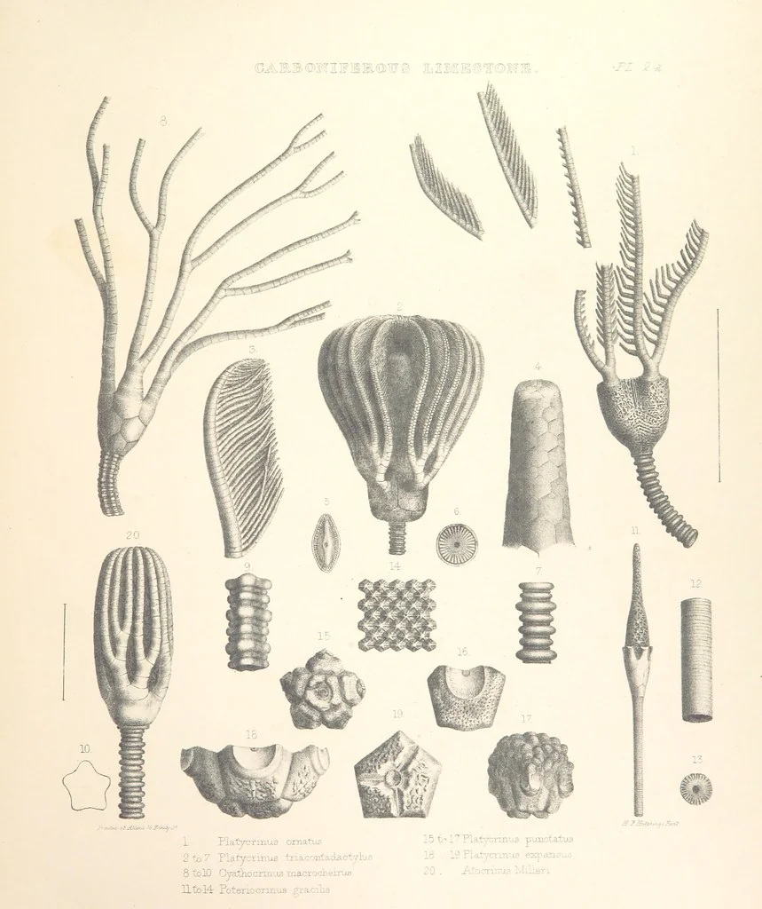 An illustration from A synopsis of the characters of the Carboniferous Limestone Fossils of Ireland. Prepared by F. M'Coy for Sir R. Griffith, by whom is now appended a list of the fossil localities, as arranged for the Journal of the Geological Society of Dublin. ... With twenty-nine lithographic plates, 1862, leaf 331