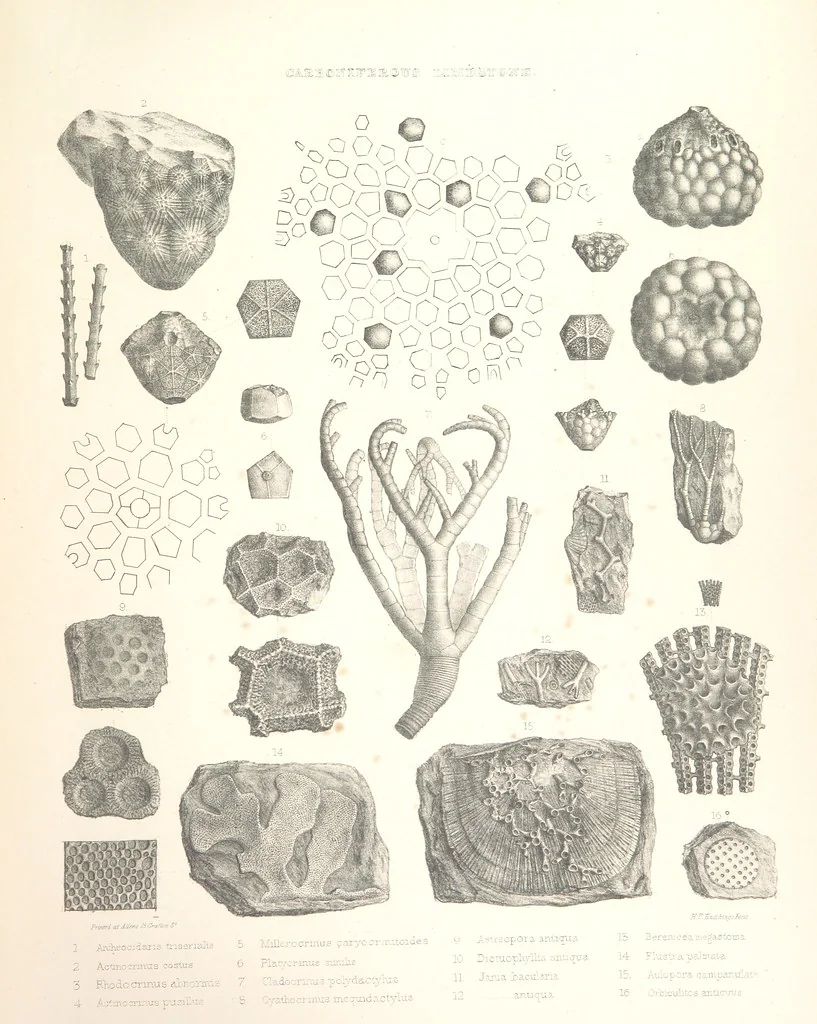 An illustration from A synopsis of the characters of the Carboniferous Limestone Fossils of Ireland. Prepared by F. M'Coy for Sir R. Griffith, by whom is now appended a list of the fossil localities, as arranged for the Journal of the Geological Society of Dublin. ... With twenty-nine lithographic plates, 1862, leaf 333