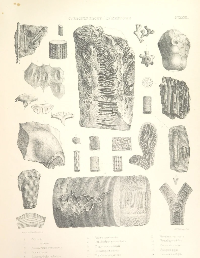 An illustration from A synopsis of the characters of the Carboniferous Limestone Fossils of Ireland. Prepared by F. M'Coy for Sir R. Griffith, by whom is now appended a list of the fossil localities, as arranged for the Journal of the Geological Society of Dublin. ... With twenty-nine lithographic plates, 1862, leaf 335