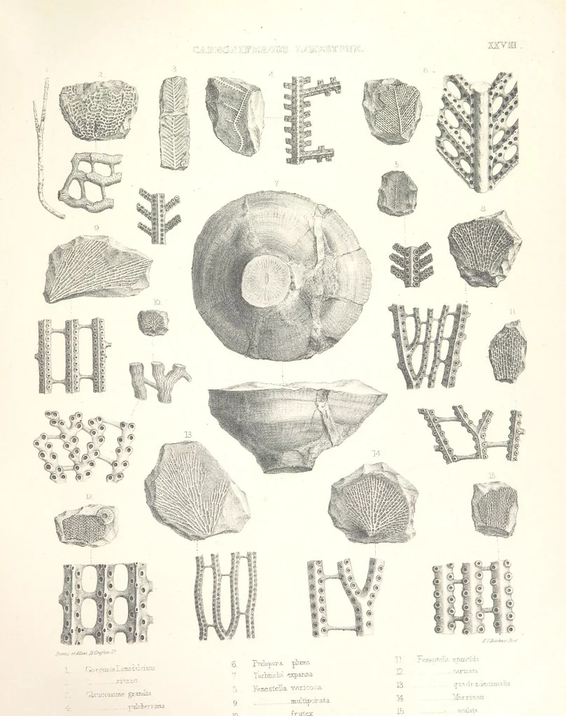 An illustration from A synopsis of the characters of the Carboniferous Limestone Fossils of Ireland. Prepared by F. M'Coy for Sir R. Griffith, by whom is now appended a list of the fossil localities, as arranged for the Journal of the Geological Society of Dublin. ... With twenty-nine lithographic plates, 1862, leaf 337