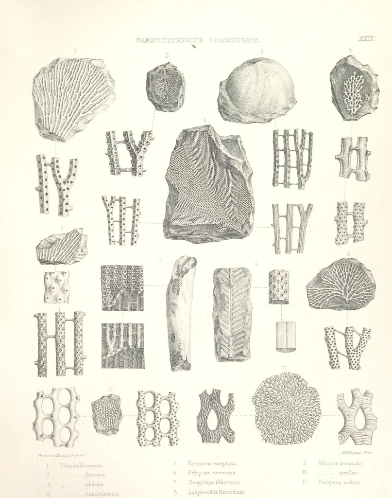 An illustration from A synopsis of the characters of the Carboniferous Limestone Fossils of Ireland. Prepared by F. M'Coy for Sir R. Griffith, by whom is now appended a list of the fossil localities, as arranged for the Journal of the Geological Society of Dublin. ... With twenty-nine lithographic plates, 1862, leaf 339