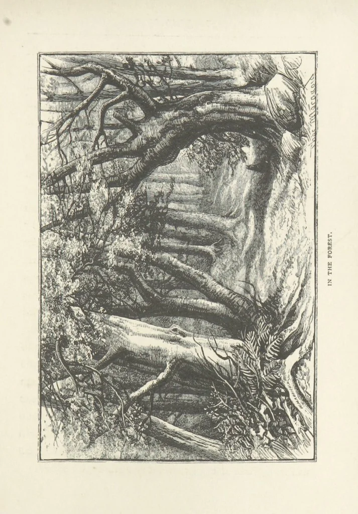An illustration from In the Ardennes ... With ... illustrations by T. R. Macquoid, 1881, leaf 201