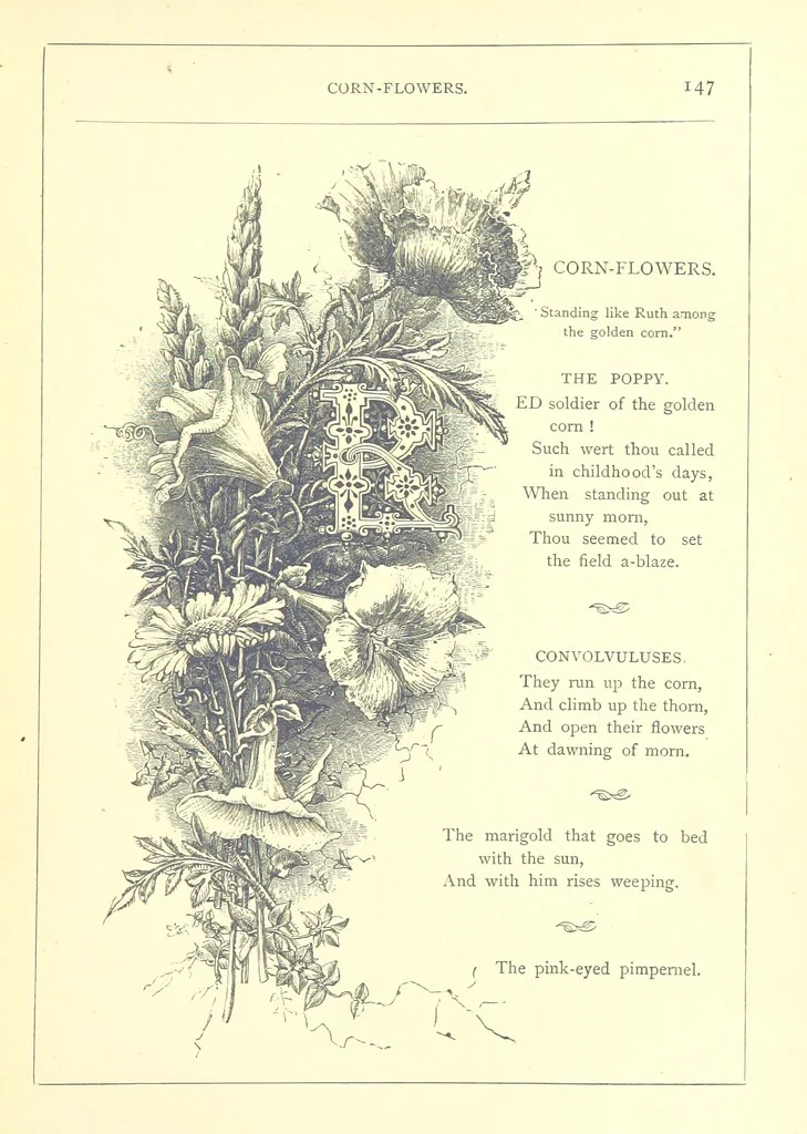An illustration from The Months illustrated by pen and pencil. Edited by ... S. M. The designs by N. Humphreys, J. Gilbert, etc, 1876, leaf 159
