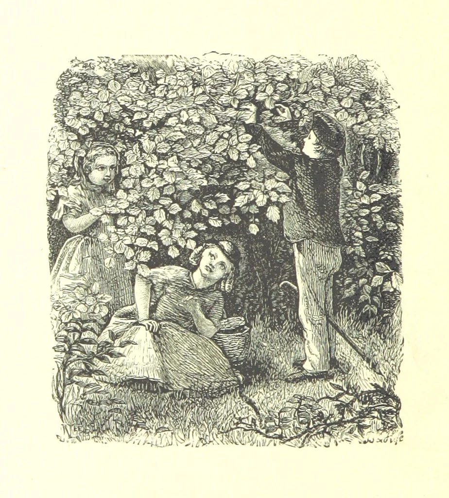An illustration from The Months illustrated by pen and pencil. Edited by ... S. M. The designs by N. Humphreys, J. Gilbert, etc, 1876, leaf 182