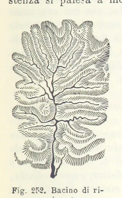 An illustration from La Terra, trattato popolare di geografia universale per G. Marinelli ed altri scienziati italiani, etc. [With illustrations and maps, 1898, leaf 419
