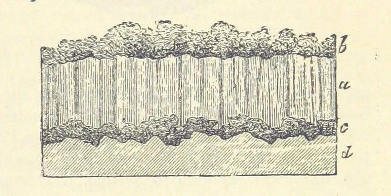 An illustration from La Terra, trattato popolare di geografia universale per G. Marinelli ed altri scienziati italiani, etc. [With illustrations and maps, 1898, leaf 509