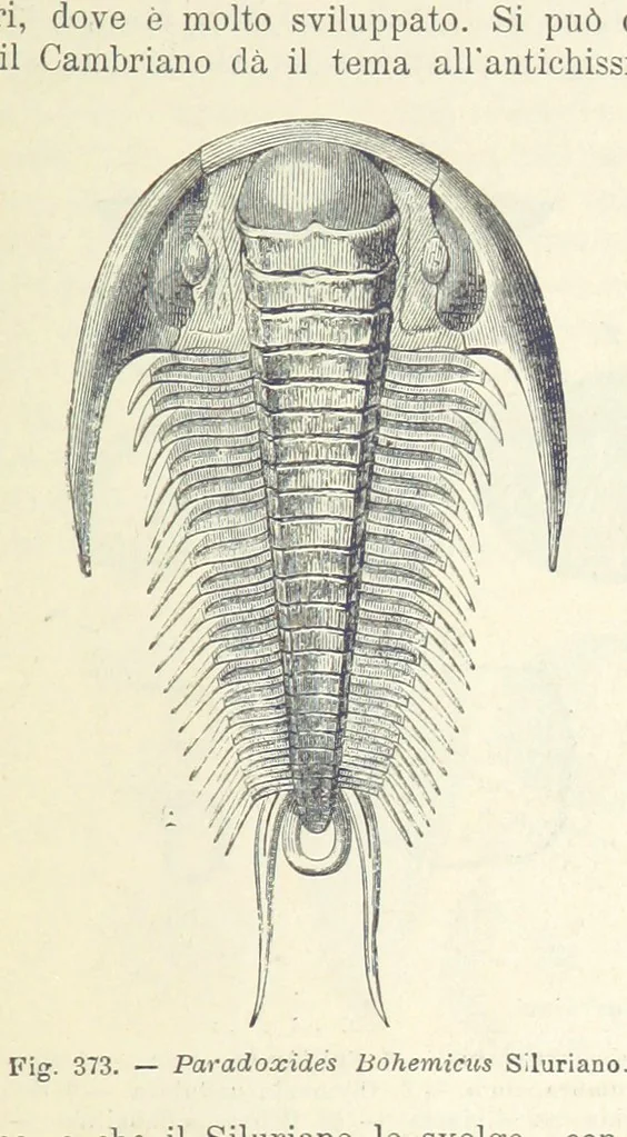 An illustration from La Terra, trattato popolare di geografia universale per G. Marinelli ed altri scienziati italiani, etc. [With illustrations and maps, 1898, leaf 585