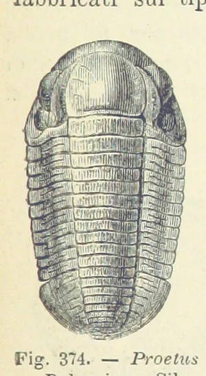 An illustration from La Terra, trattato popolare di geografia universale per G. Marinelli ed altri scienziati italiani, etc. [With illustrations and maps, 1898, leaf 585