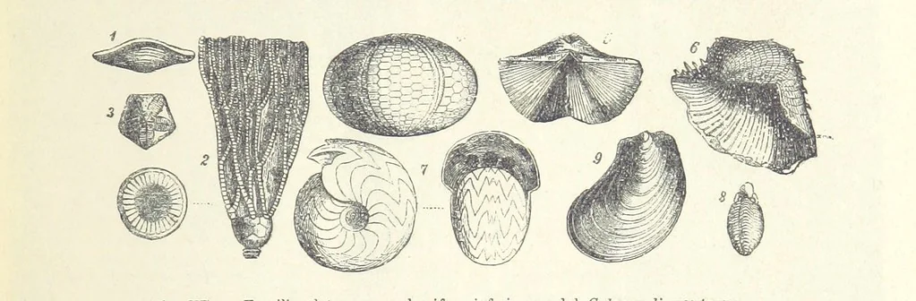An illustration from La Terra, trattato popolare di geografia universale per G. Marinelli ed altri scienziati italiani, etc. [With illustrations and maps, 1898, leaf 587