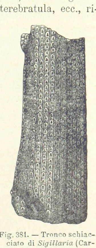 An illustration from La Terra, trattato popolare di geografia universale per G. Marinelli ed altri scienziati italiani, etc. [With illustrations and maps, 1898, leaf 589