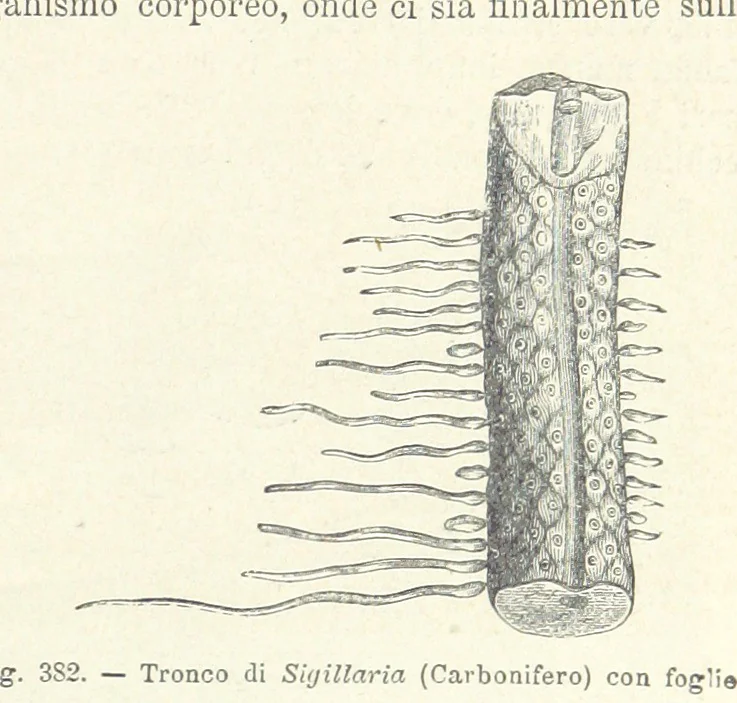 An illustration from La Terra, trattato popolare di geografia universale per G. Marinelli ed altri scienziati italiani, etc. [With illustrations and maps, 1898, leaf 589