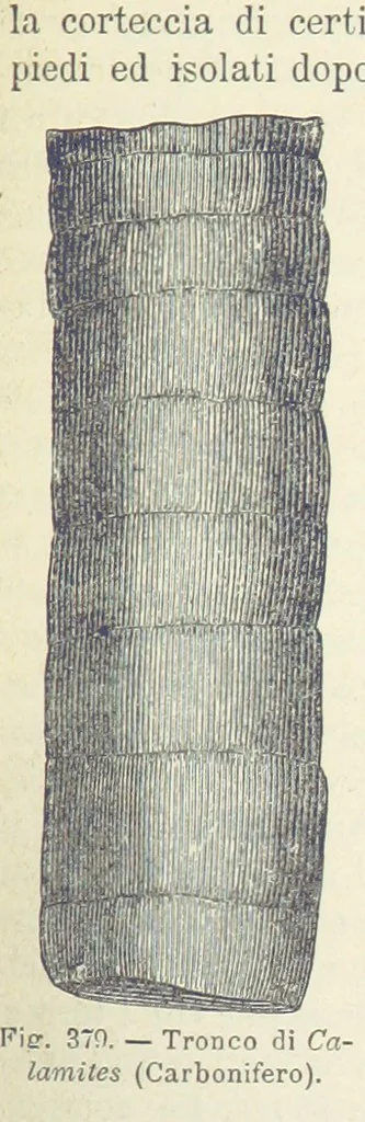 An illustration from La Terra, trattato popolare di geografia universale per G. Marinelli ed altri scienziati italiani, etc. [With illustrations and maps, 1898, leaf 589