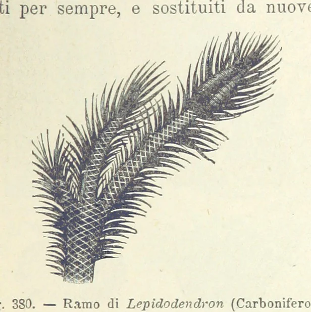 An illustration from La Terra, trattato popolare di geografia universale per G. Marinelli ed altri scienziati italiani, etc. [With illustrations and maps, 1898, leaf 589