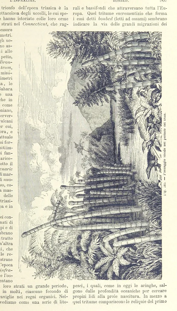 An illustration from La Terra, trattato popolare di geografia universale per G. Marinelli ed altri scienziati italiani, etc. [With illustrations and maps, 1898, leaf 591