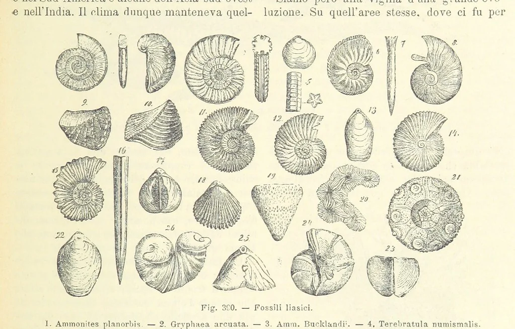 An illustration from La Terra, trattato popolare di geografia universale per G. Marinelli ed altri scienziati italiani, etc. [With illustrations and maps, 1898, leaf 595