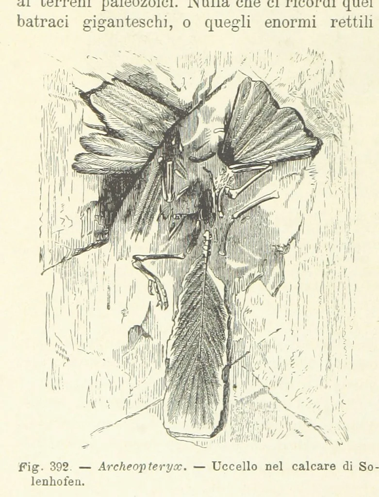 An illustration from La Terra, trattato popolare di geografia universale per G. Marinelli ed altri scienziati italiani, etc. [With illustrations and maps, 1898, leaf 596