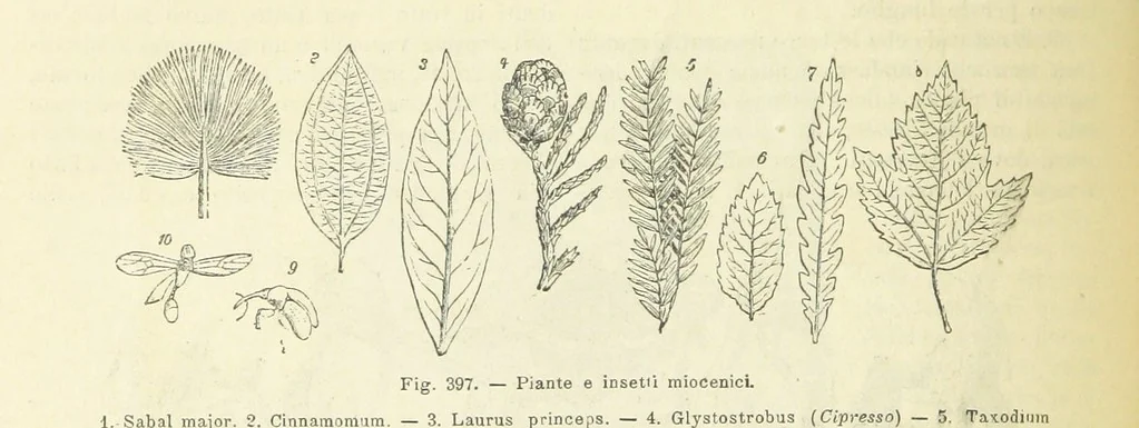 An illustration from La Terra, trattato popolare di geografia universale per G. Marinelli ed altri scienziati italiani, etc. [With illustrations and maps, 1898, leaf 602