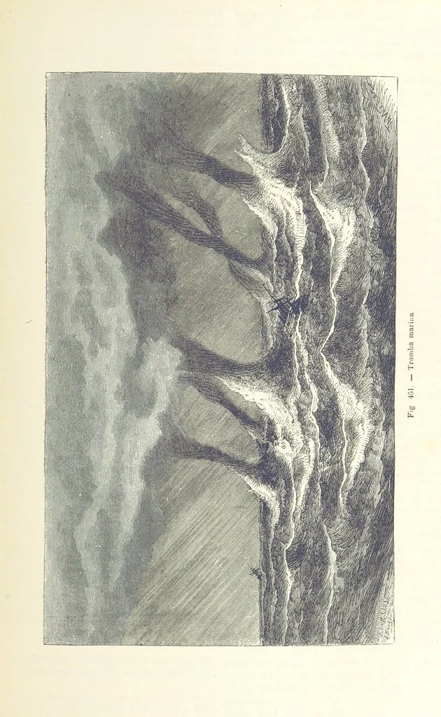 An illustration from La Terra, trattato popolare di geografia universale per G. Marinelli ed altri scienziati italiani, etc. [With illustrations and maps, 1898, leaf 811