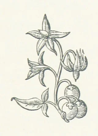An illustration from The Cruise of the “Rosario” amongst the New Hebrides and Santa Cruz Islands. ... With map and illustrations, 1873, leaf 145