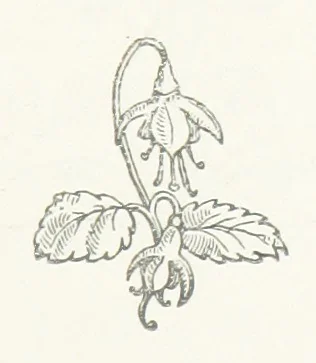 An illustration from The Cruise of the “Rosario” amongst the New Hebrides and Santa Cruz Islands. ... With map and illustrations, 1873, leaf 163