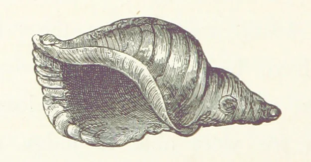 An illustration from The Cruise of the “Rosario” amongst the New Hebrides and Santa Cruz Islands. ... With map and illustrations, 1873, leaf 182